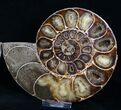 Agatized Desmoceras Ammonite - Thick #8382-1